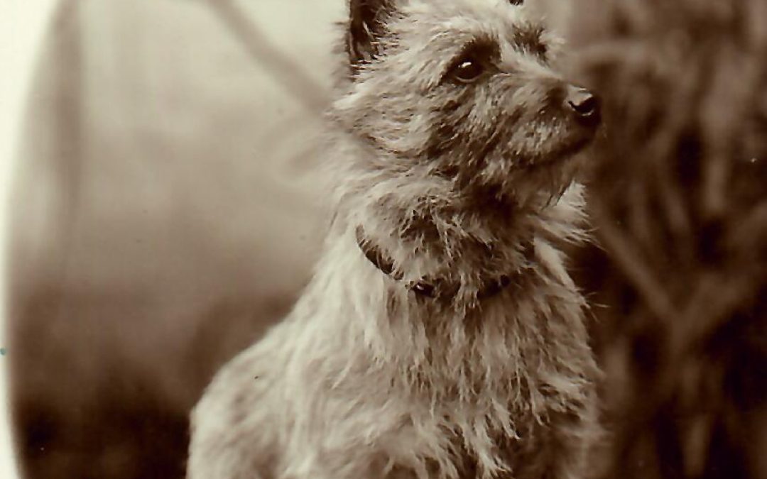 Lula chien portrait